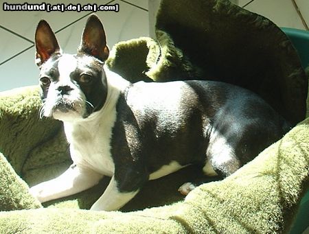 Boston Terrier Endlich Sonne!