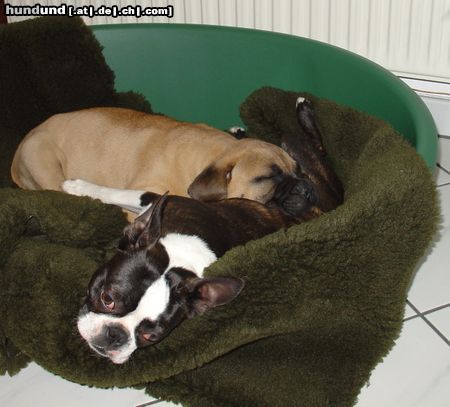 Boston Terrier Freunde teilen Tisch und Bett