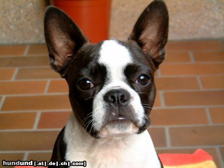 Boston Terrier Benjamin Rainbow von Basel