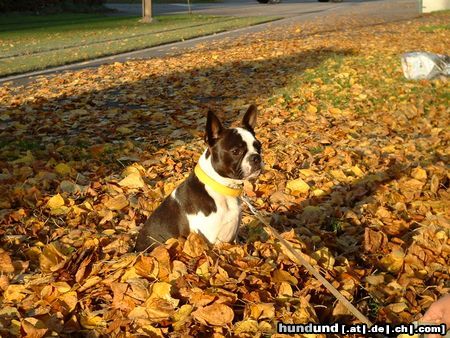 Boston Terrier Im Herbst