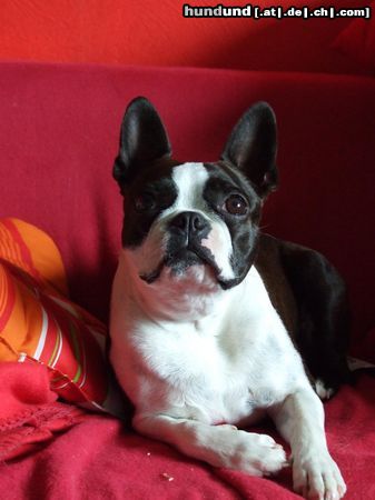 Boston Terrier Flo ( Fabiola of King´s Castle )