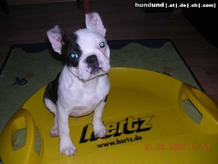 Boston Terrier sponsored by Hertz