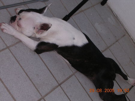 Boston Terrier Leben ist so hart!!!!