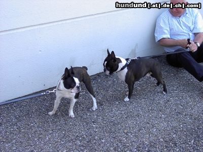 Boston Terrier Madison und Kenzo warten auf das Richten b ei der EURODOG