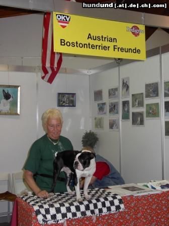 Boston Terrier Bully in der Koje