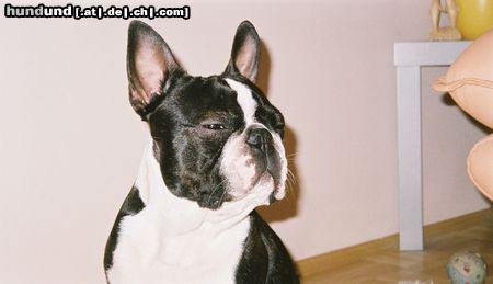 Boston Terrier Bassty 