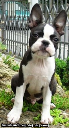 Boston Terrier An mir kommt keiner vorbei