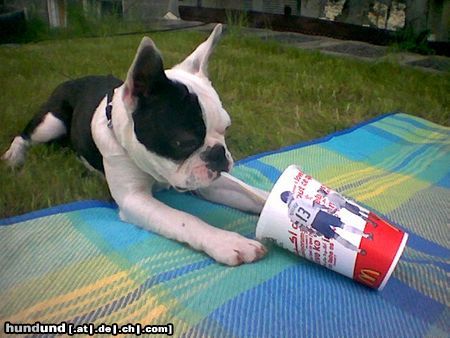 Boston Terrier Beat sagt: Mc Donalds ich liebe es....