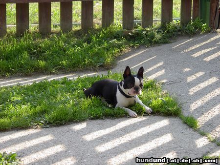 Boston Terrier ROCKY der reinrassige Italiener