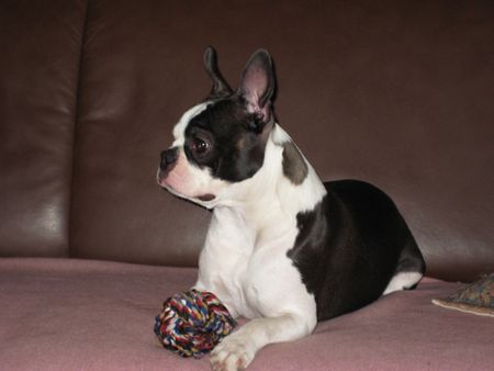 Boston Terrier Gil-Claire's Lieblingsplatz