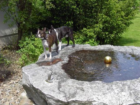 Boston Terrier Mama Gipsy zu Besuch bei Sohn Toni in der Schweiz