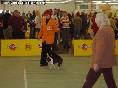 Boston Terrier IHA Graz - Jullia bei der Bewertung (V1, CACA,CACIB)