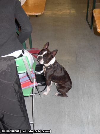 Boston Terrier IHA Graz - Bassty meint, das dauert heute schon sehr lange