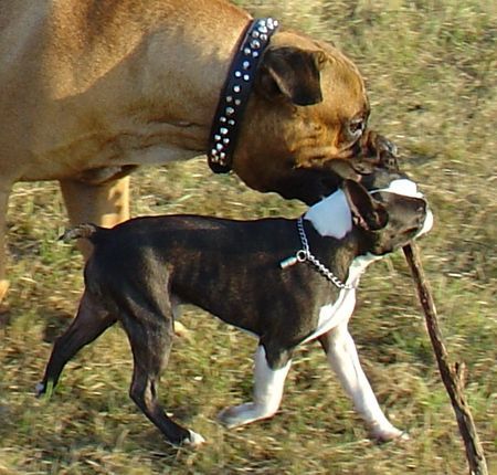 Boston Terrier Spiel und Spaß gibt es nur außerhalb des Ausstellungsrings.....