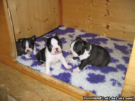 Boston Terrier H-Wurf v.d. Rottannen 4 Wo. alt