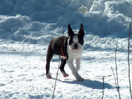 Boston Terrier Alfons (Gerco)von Gräwig