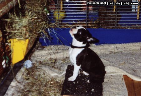 Boston Terrier Fabiola mit 14 Wochen