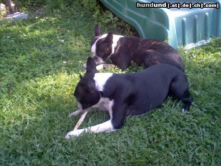 Boston Terrier Honey-Bee und Annabelle