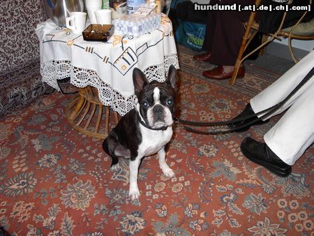 Boston Terrier Bassty von der Urlaken - BOB / Bundessiegerausstellung Tulln 