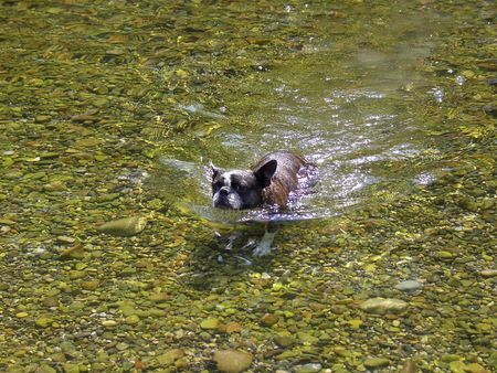 Boston Terrier Gipsy sucht bei 37Grad die Abkühlung