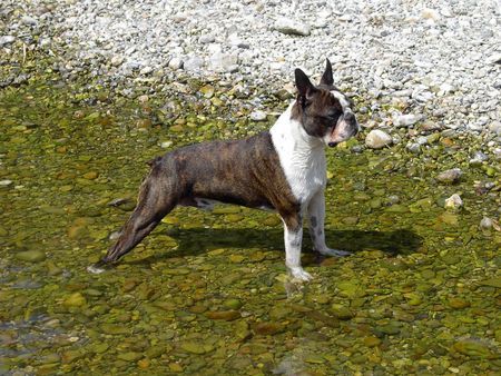 Boston Terrier Snoopy, raus aus dem kühlen Nass