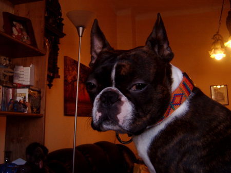 Boston Terrier Gonzo=Mr.X 006