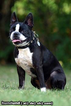 Boston Terrier