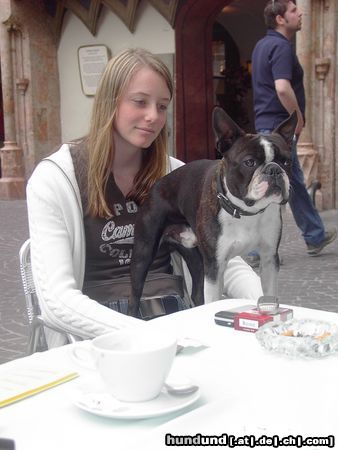 Boston Terrier Toni vor dem Goldenen Dachl in Innsbruck