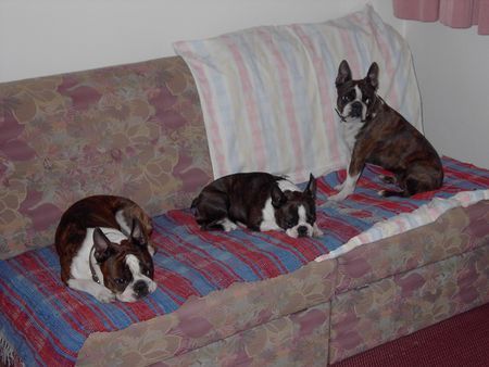 Boston Terrier Bossie-Familientreffen in Jenbach/Tirol