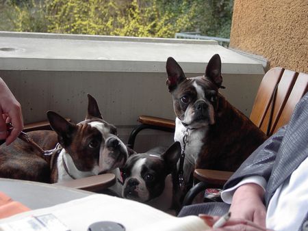 Boston Terrier Snoopy, Nelly und Gipsy genießen die Sonne Tirols