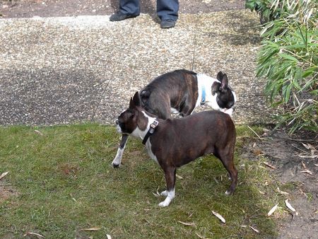 Boston Terrier Shirley und Madison in Tirol, wir kennen uns doch schon!