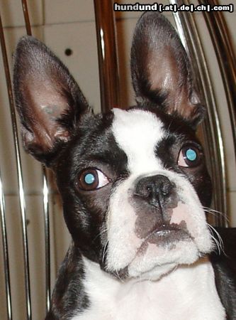 Boston Terrier Was guggst Du?