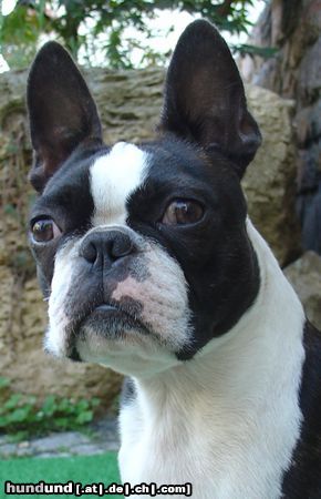 Boston Terrier Gwynn od Pulnocniho slunce am 3.9.2005