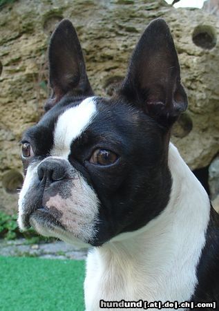 Boston Terrier Gwynn od Pulnocniho slunce am 3.9.2005