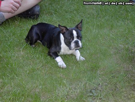 Boston Terrier