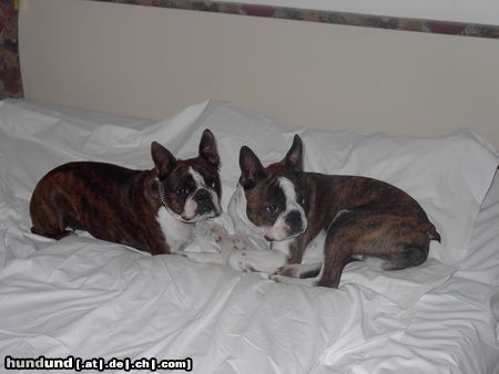 Boston Terrier Gipsy u. Snoopy im Hotel Jenbacherhof