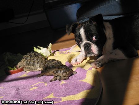 Boston Terrier Anthony mit seinen 4 Spielgefährten