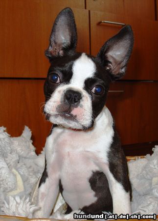 Boston Terrier Mein gemütliches Bett