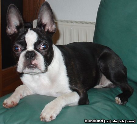 Boston Terrier Der Lehnenhund