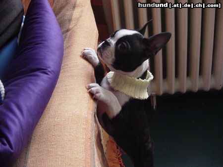 Boston Terrier Napoleon mit Schal