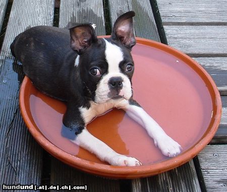 Boston Terrier Bin schneller gewachsen als mein Pool