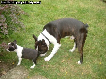 Boston Terrier Papa Basil mit Tochter Nena