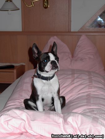 Boston Terrier Nelly macht es sich im Hotel gemütlich