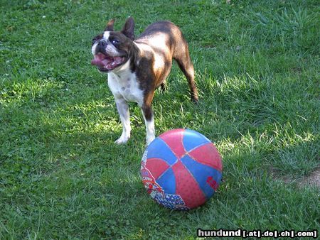 Boston Terrier Olivier v.d.Birkenheide und ihr Lieblingsball