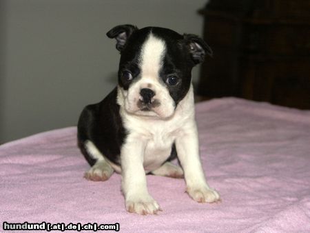 Boston Terrier 5 Wochen alter Welpe