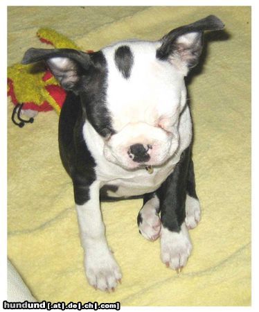 Boston Terrier