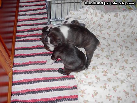 Boston Terrier Raufbolde unter sich