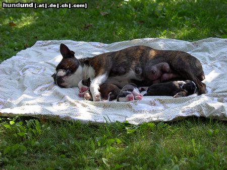 Boston Terrier Alex,Anthony u.Amber 4 Tage jung, fühlen sich bei Mama Gipsy wohl