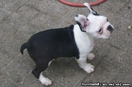 Boston Terrier