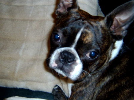 Boston Terrier Gonzo , nur lieb!